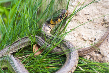 Grass snake (Natrix natrix)