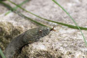 Dice snake (Natrix tessellata)