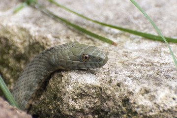 Dice snake (Natrix tessellata)