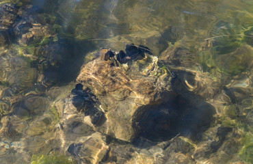 Crustacés sur rocher 