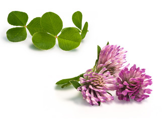 Field clover