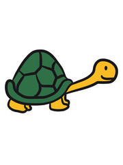 Kleine süße niedliche Schildkröte