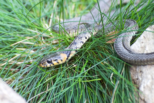 Grass snake (Natrix natrix)