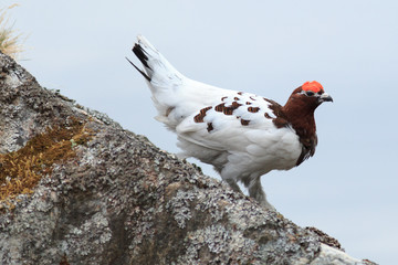 Lagopus lagopus, Willow ptarmigan.