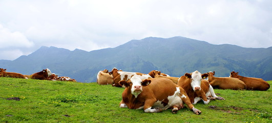 Fototapeta na wymiar Herd of cows in the Alps Mountains ,Austria