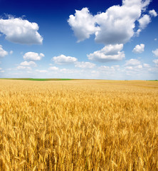 Wheat field against a blue sky