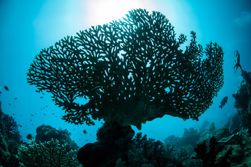 Naklejka premium Coral Silhouette
