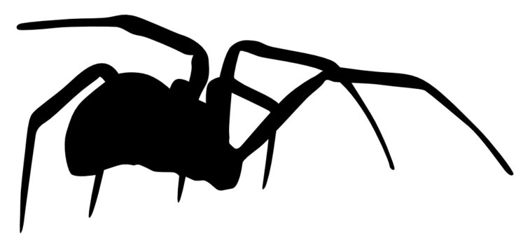 Schwarze Witwe