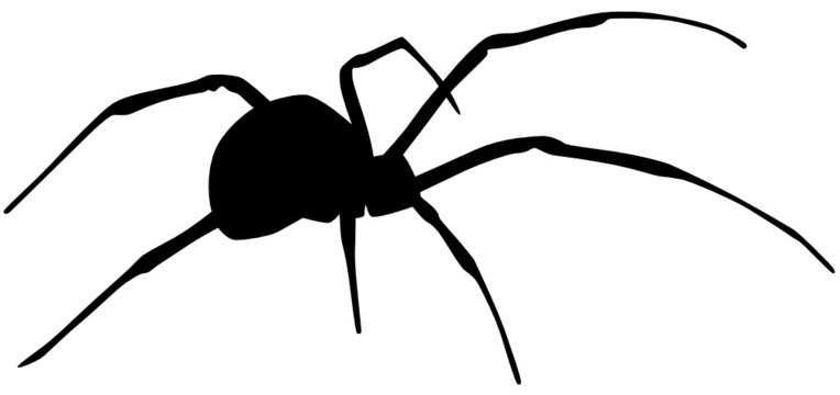 Schwarze Witwe