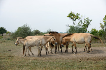 Obraz premium Przewalski's horse