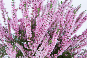 Fototapeta premium lavender