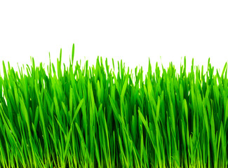 Fototapeta premium Fresh green wheat grass isolated on white background