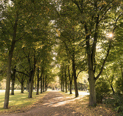 Fototapeta premium Baumallee im Stadtpark Magdeburg