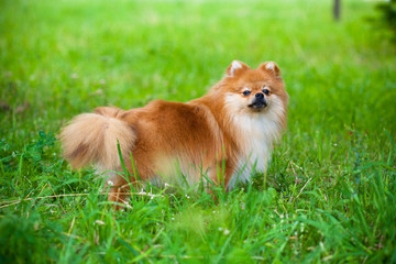 Spitz dog in green grass in summer