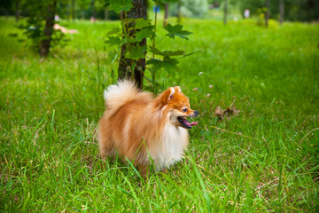 Spitz dog outdoors