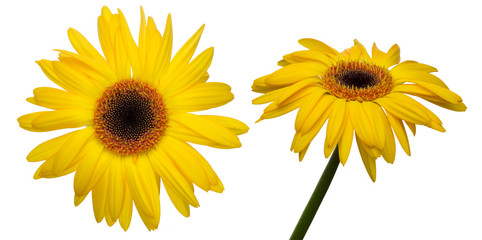 Obraz premium ガーベラ