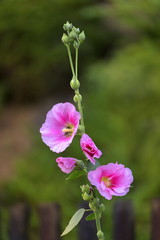 kwiat malwy, Alcea rosea