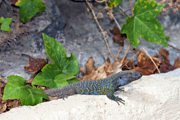 Tenerife lizard