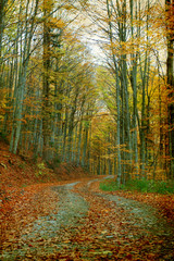Curving road in autumn forest