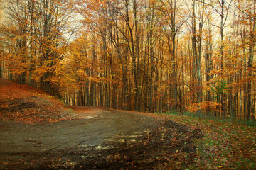 Curving road in autumn forest