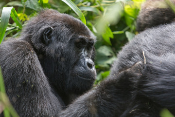 Bwindi Impenetrable NP: 1. Gorilla Trekking