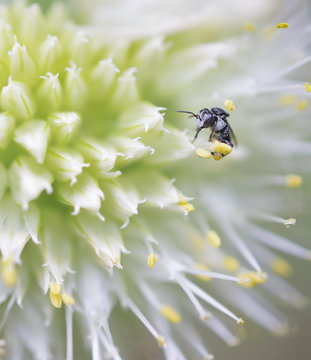 Minute Australian Native Stingless Bee