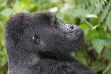 Bwindi Impenetrable NP: 1. Gorilla Trekking