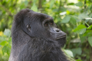 Bwindi Impenetrable NP: 1. Gorilla Trekking