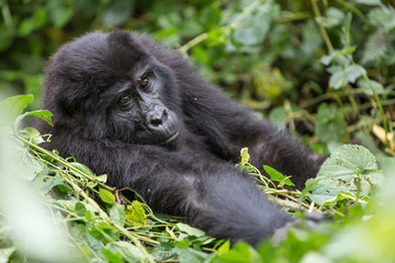 Bwindi Impenetrable NP: 1. Gorilla Trekking