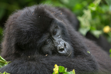 Bwindi Impenetrable NP: 1. Gorilla Trekking