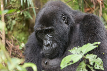 Bwindi Impenetrable NP: 1. Gorilla Trekking