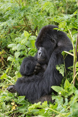 Vulcanoes NP: 2. Gorilla Trekking