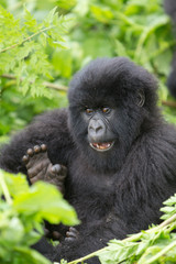 Obraz premium Vulcanoes NP: 2. Gorilla Trekking
