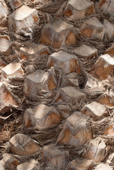 Trunk of a palm tree