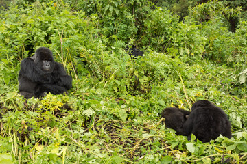 Vulcanoes NP: 2. Gorilla Trekking