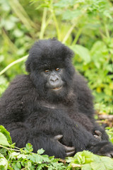 Obraz premium Vulcanoes NP: 2. Gorilla Trekking