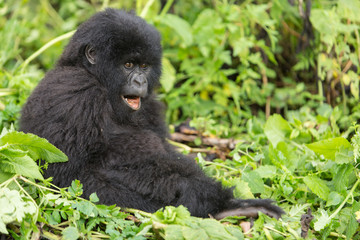 Vulcanoes NP: 2. Gorilla Trekking