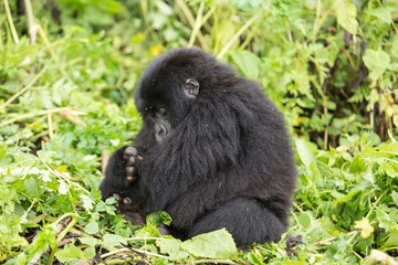Vulcanoes NP: 2. Gorilla Trekking