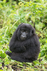 Vulcanoes NP: 2. Gorilla Trekking