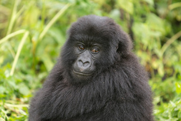 Vulcanoes NP: 2. Gorilla Trekking