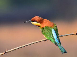 Obraz premium Chestnut-headed Bee-eater