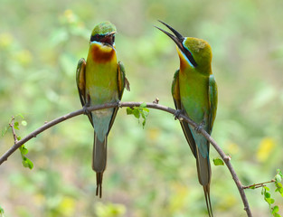 Blue-tailed Bee-eater