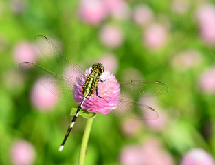 Dragonfly