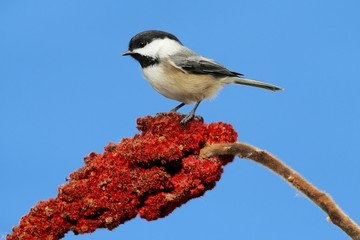 Chickadee on a Branch