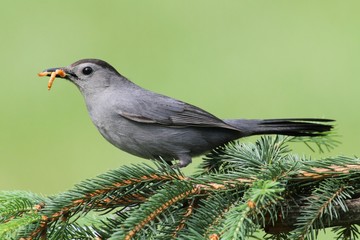 Gray Catbird (Dumetella carolinensis)