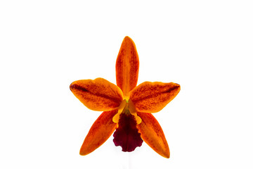 Orchid flower blooming of Cattleya hybrids white on background.