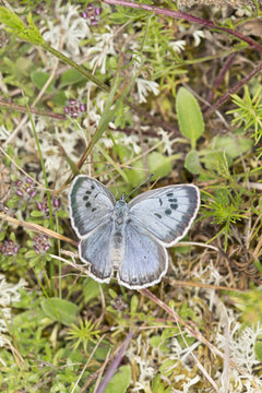 Large Blue, Maculinea Arion