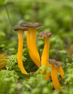 Cantharellus lutescens growing among moss