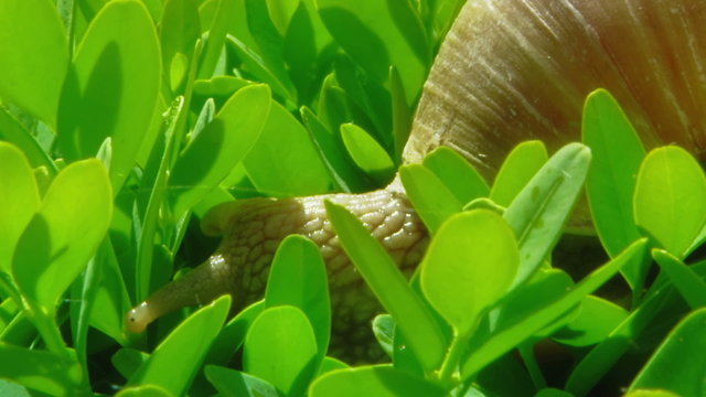 European pulmonate land snail (Helix aspersa)