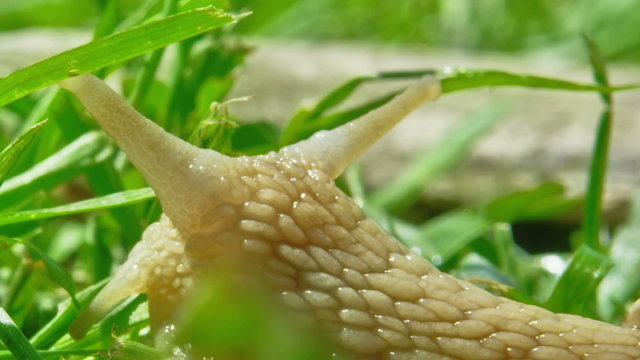 European pulmonate land snail (Helix aspersa)